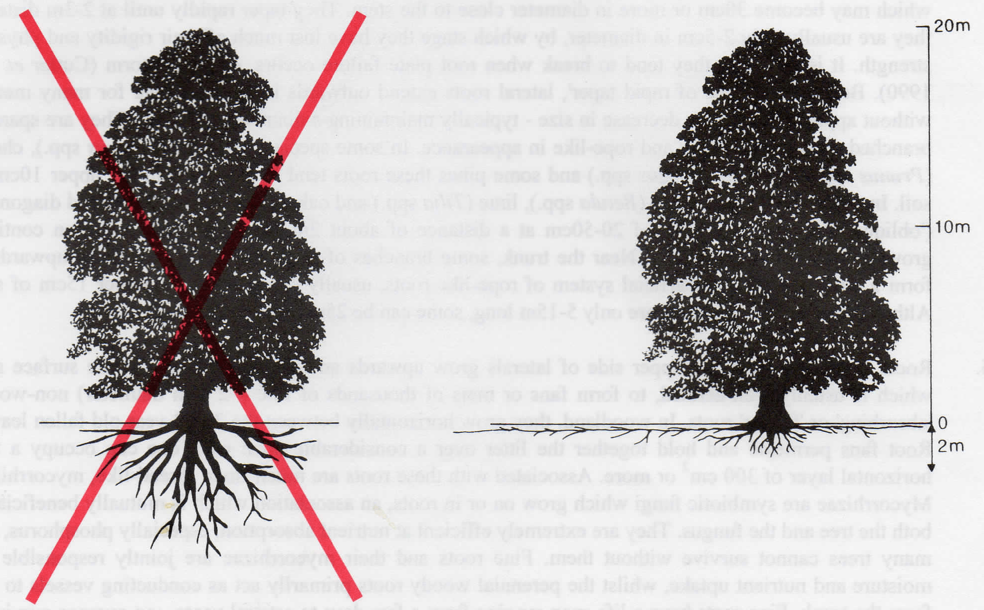 Can I Allow A Pine Tree To Share Root Space With A Group Of Birch Trees If Not Which Should I Cut Down Gardening Landscaping Stack Exchange