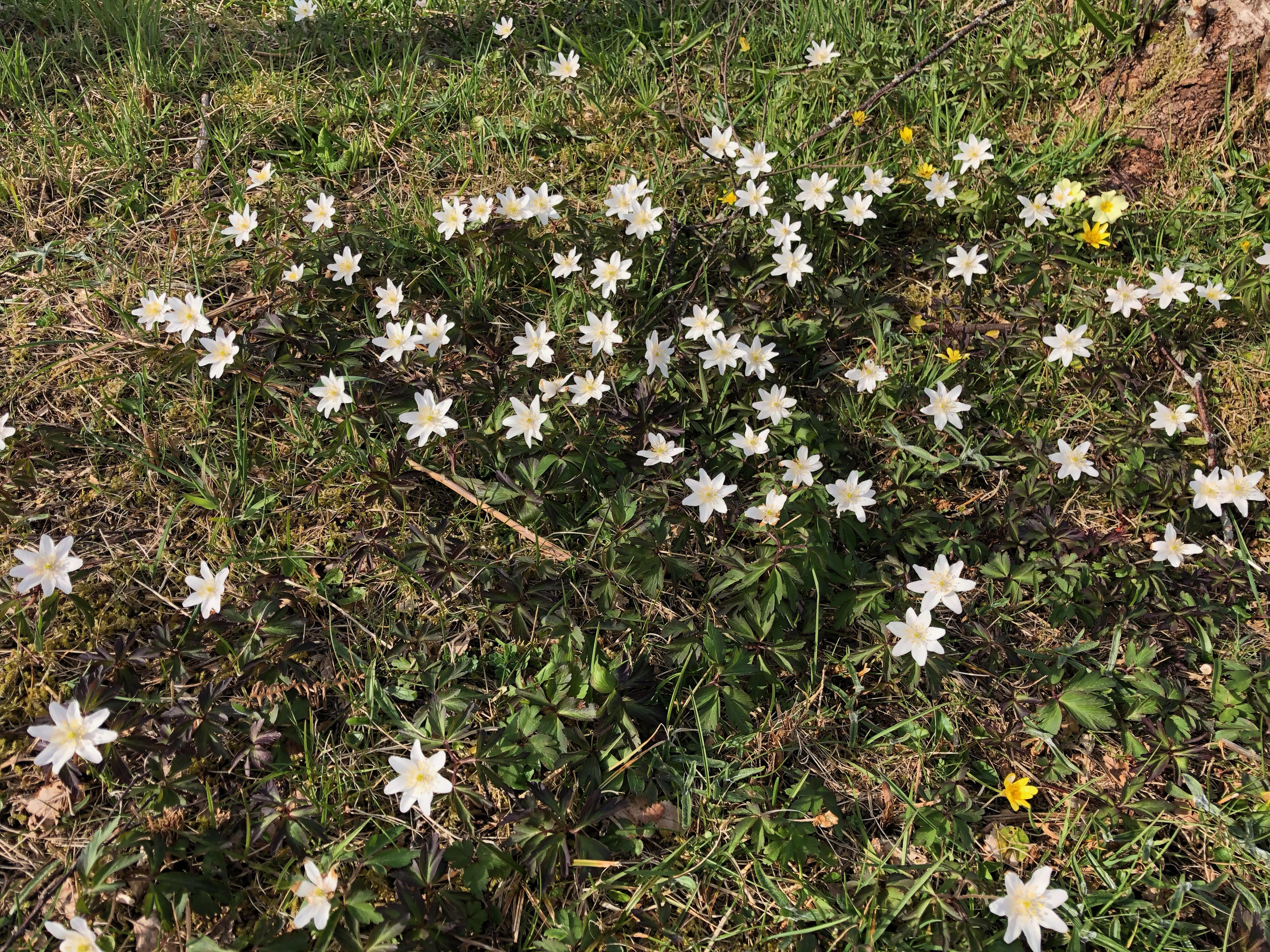Sheila Mae Hamilton Isle of Skye
