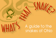 Promotional graphic for What’s That Snake? featuring a tan background with stylized green snake illustrations and large red text reading “WHAT’S THAT SNAKE?” Curved lettering and snake shapes create a playful design. Smaller white text near the bottom reads, “A guide to the snakes of Ohio.”