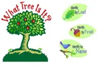 Educational graphic for What Tree Is It? featuring a large green tree with red apples and curved red text reading “What Tree Is It?” above the tree. On the right side, three illustrated identification guides show leaves, fruits, and twigs with labels reading “Identify by Leaf,” “Identify by Fruit,” and “Identify by Name.” The image promotes a resource for identifying tree species using different characteristics.