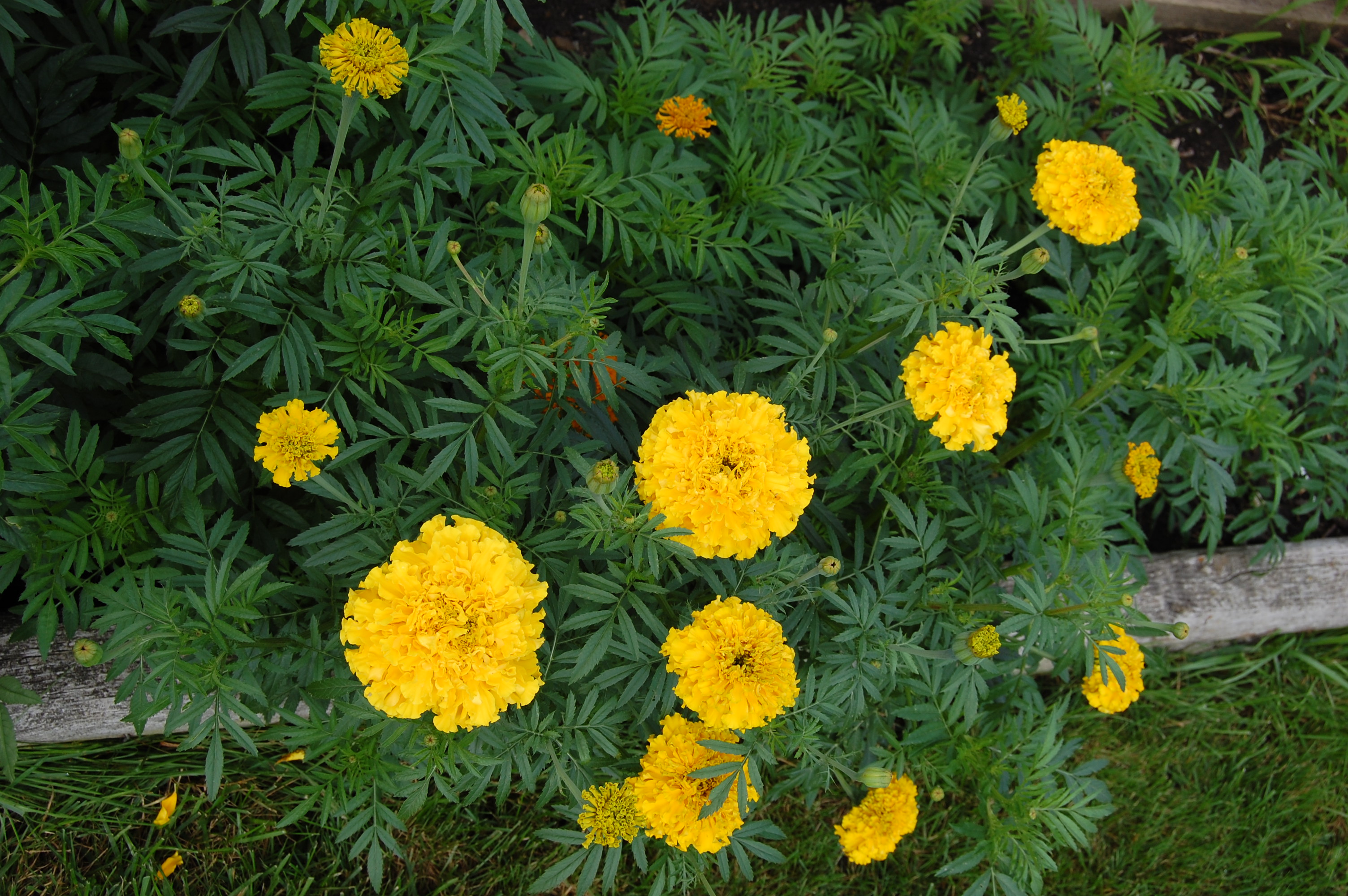 War Of The Marigolds Shenrydafrankmann