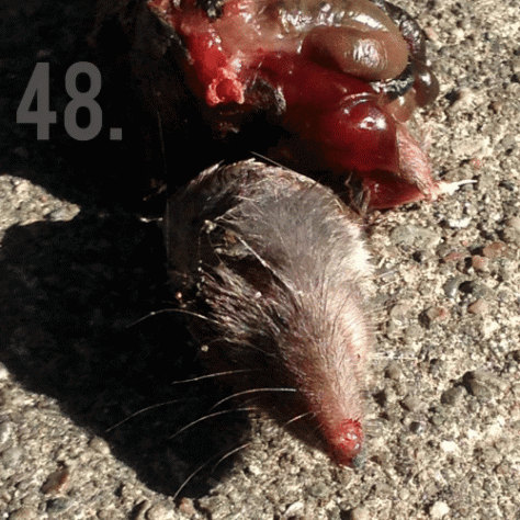 48