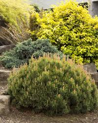 Evergreen Shrubs: Dwarf Mugo Pine
