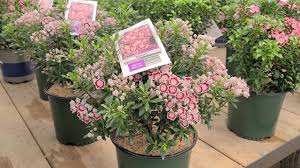 Evergreen Shrubs: Minuet Mountain Laurel