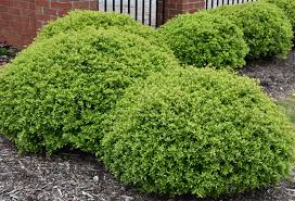 Dwarf Yaupon Holly Evergreen Shrubs