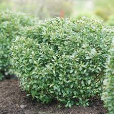 Evergreen Shrubs: Shamrock Inkberry Holly