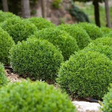 Boxwood ‘Green Velvet’