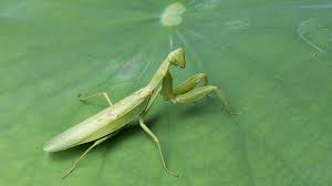 praying mantis: garden bugs