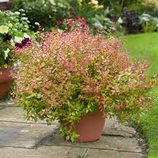 Kaleidoscope Abelia: Evergreen Shrubs