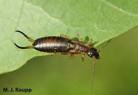 Garden Bugs: Earwig