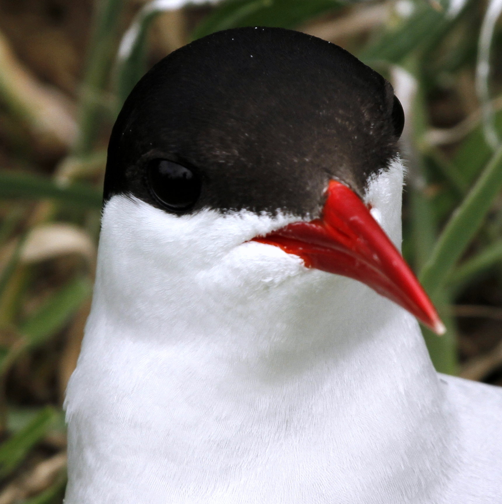 Arctic tern