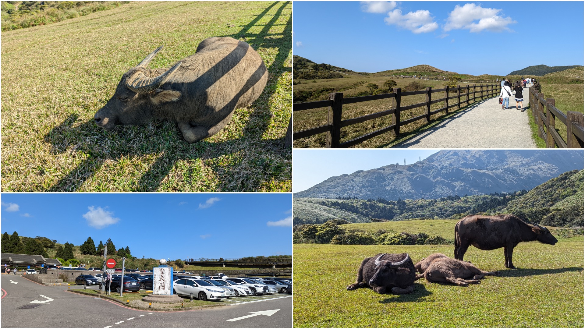 陽明山景點 擎天崗看水牛 免門票步道平緩 交通攻略一次看 Mr Ciou 邱先生的奇幻冒險