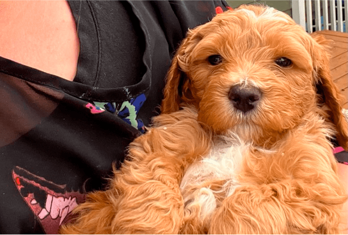 A golden doodle puppy being held