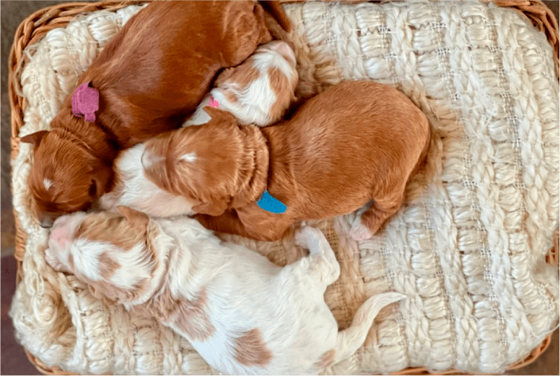 Four doodle puppies on a puppy bed