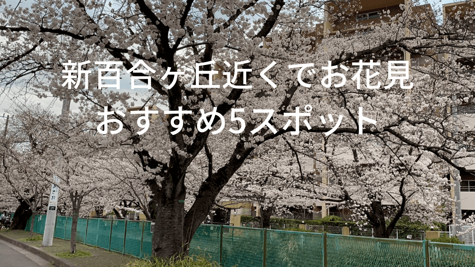 新百合ヶ丘近くでお花見におすすめ5スポットとお花見イベントの開催情報 新百合ヶ丘タイムズ
