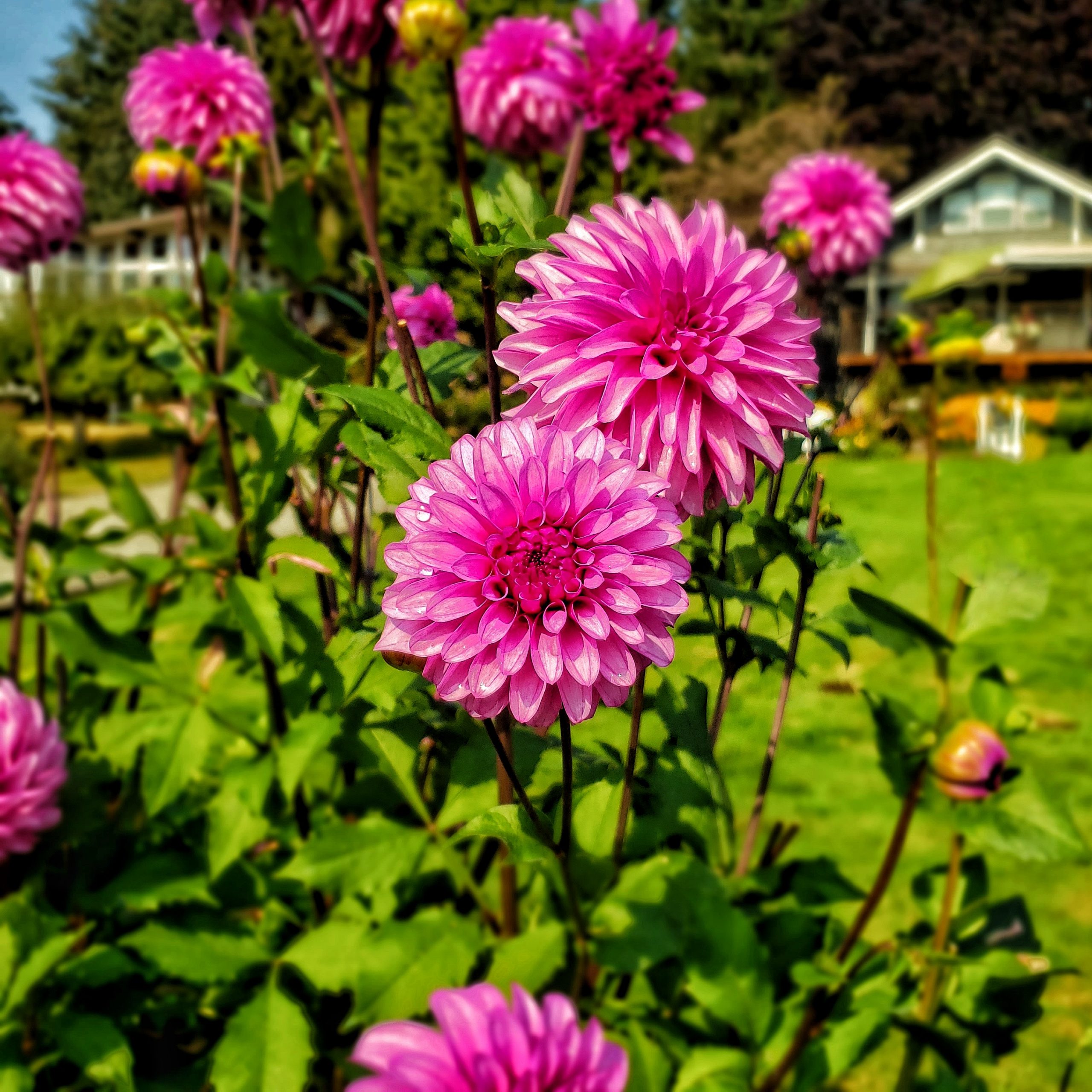 How to store dahlia tubers during the winter months