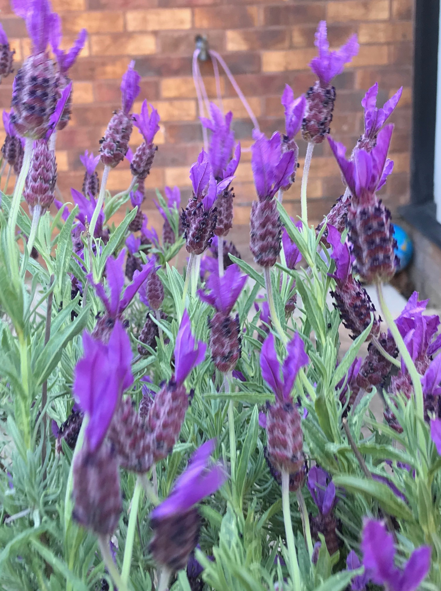 Lavendar Fragrance