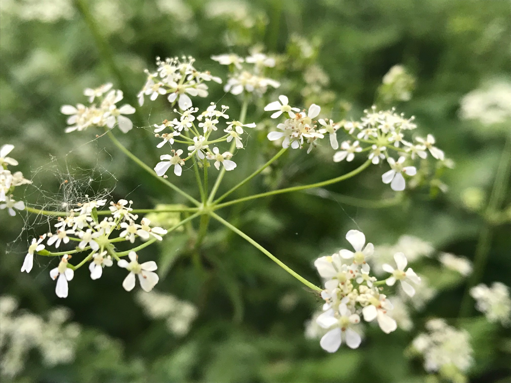 White means Serene