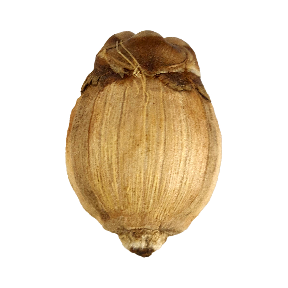 Sri Phalalu 1 Pc