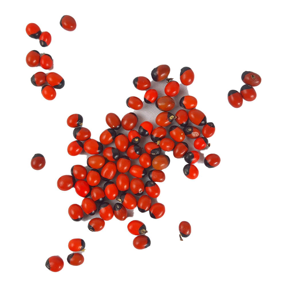 0507-RGS Red Gunja/Chirmi Seeds (110 pcs)