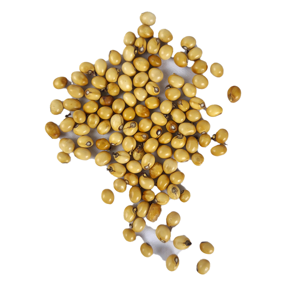 Yellow Gunja/Chirmi Seeds (110 pcs)