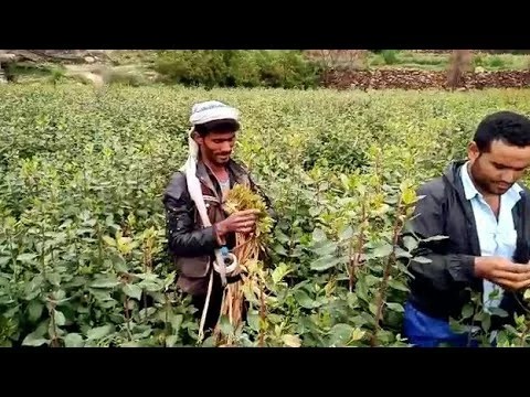 إسرائيل تدرس ضرب مزارع القات في اليمن: تحليل وتأثيرات محتملة إسرائيل تدرس ضرب مزارع القات في اليمن: تحليل وتأثيرات محتملة