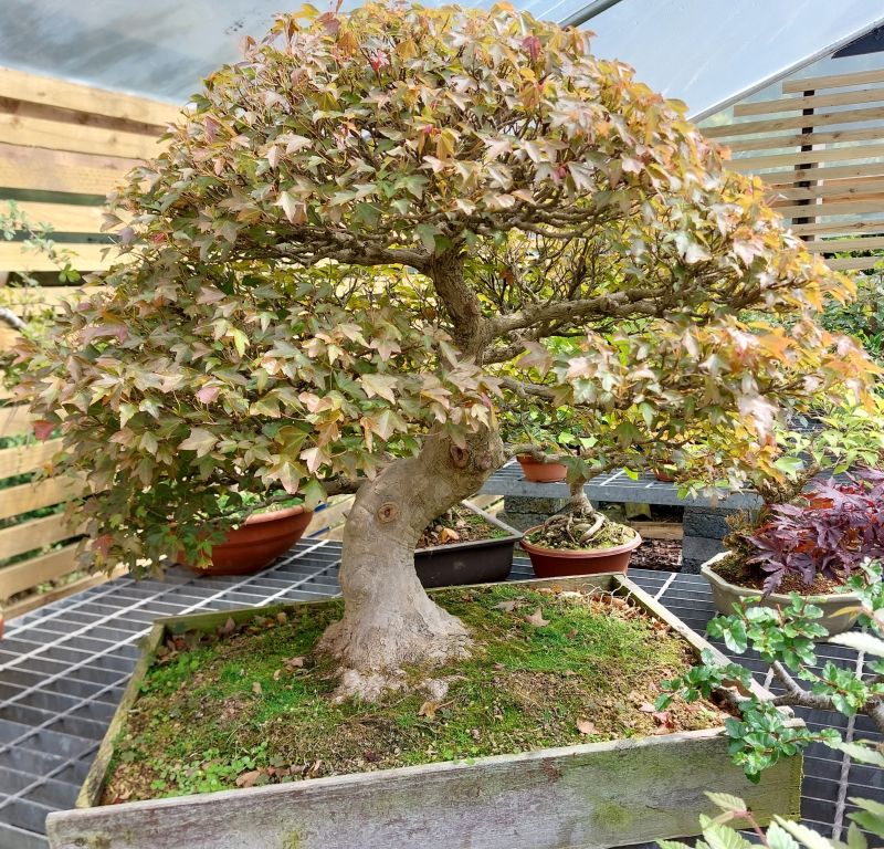 Beautiful Large Specimen Trident Maple Bonsai from Japan – Shoka