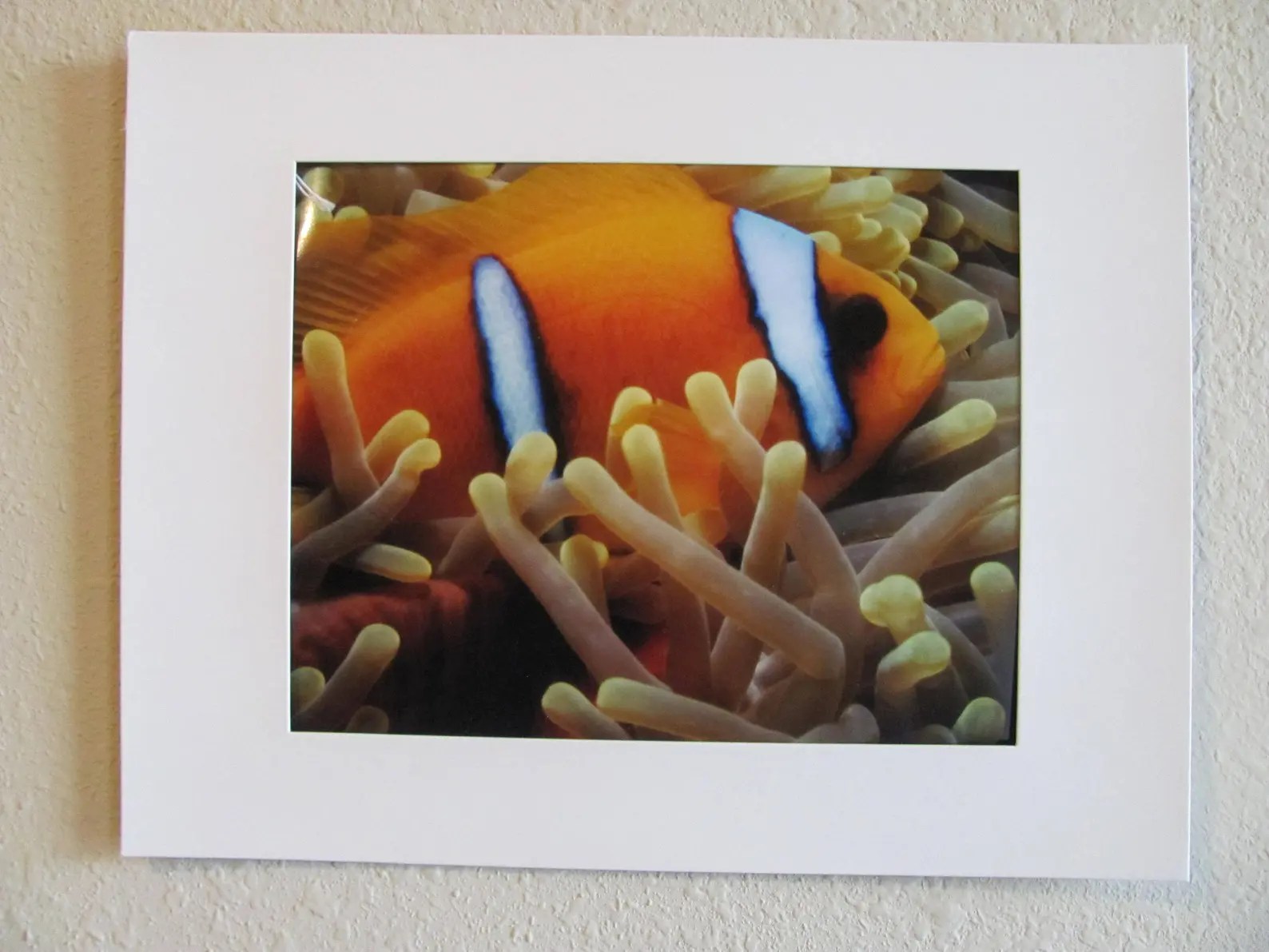 11 × 14 Matted Clown Fish Print