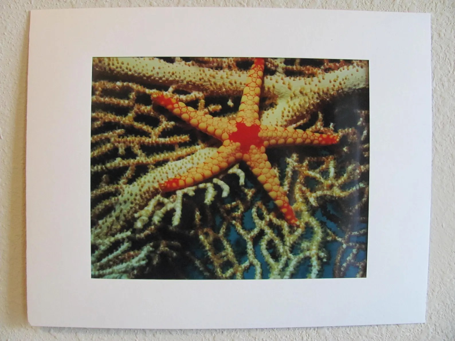 11 x 14 Matted Color 8 x 10 Print ~ Starfish