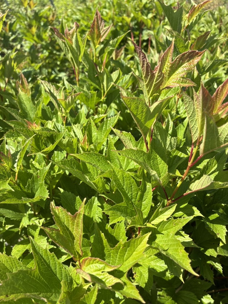 Close-up of bright green maple-like leaves with red-tinged edges on a dense shrub