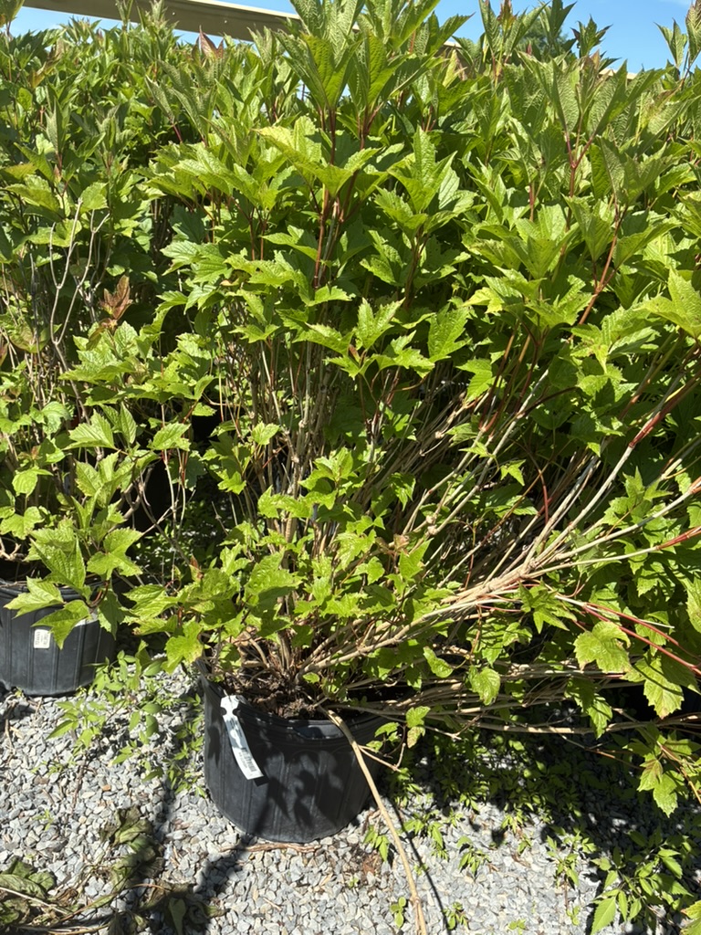 Bushy green shrub with lobed leaves in a black nursery pot on gravel outside.