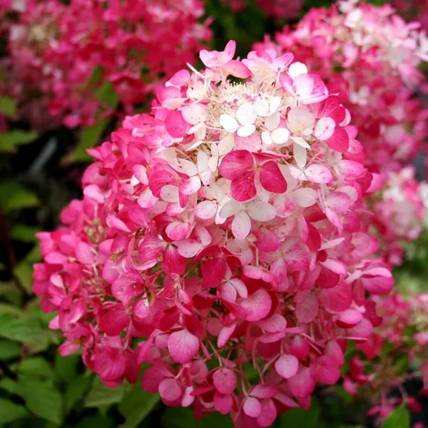 First Editions Diamond Rouge Hydrangea - Thumbnail 2