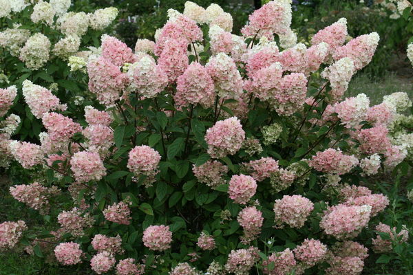 Strawberry Sundae Hydrangea