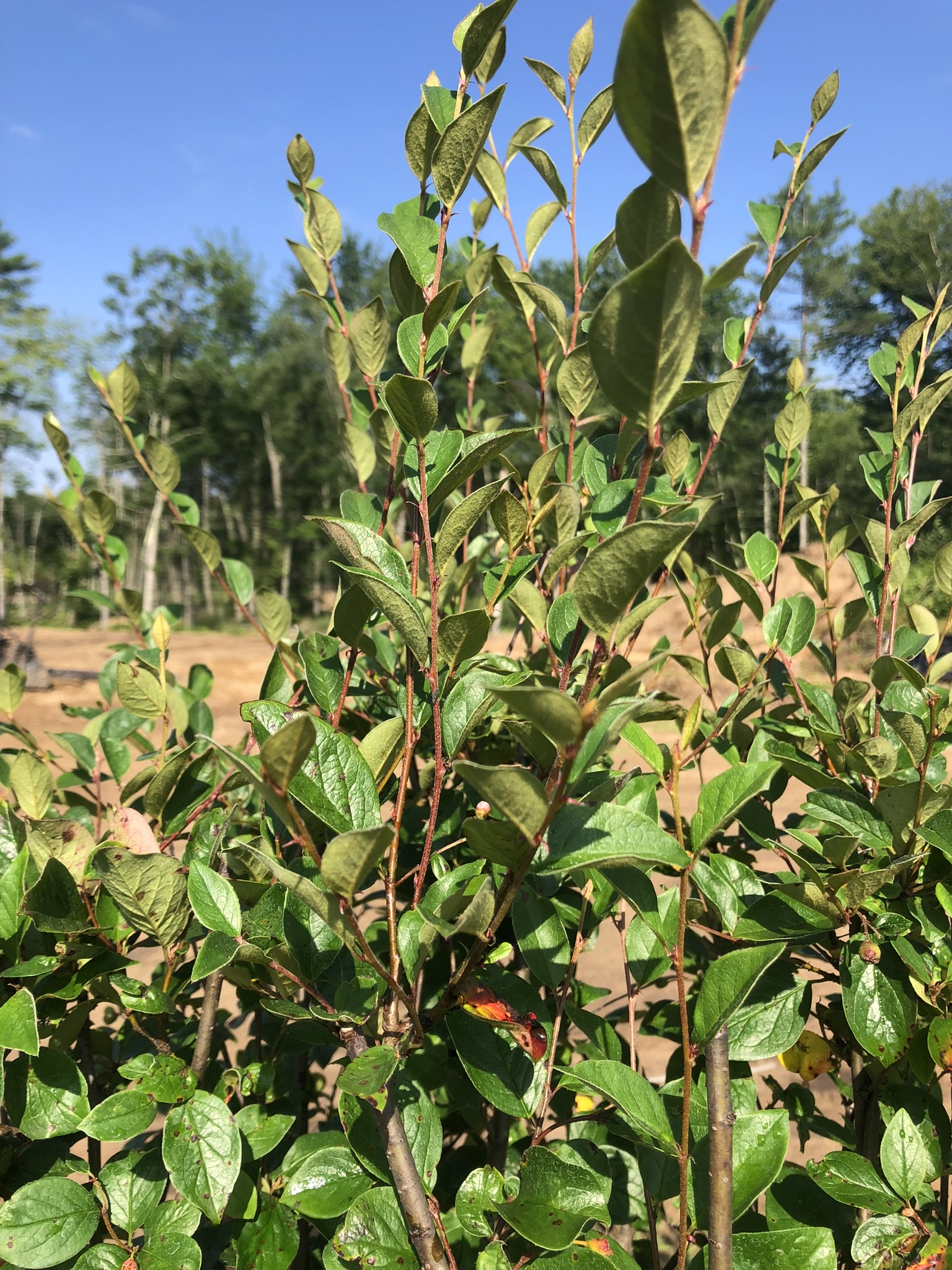 Close-up of glossy green oval leaves on thin red stems of a shrub, with a blue sky and trees in the background