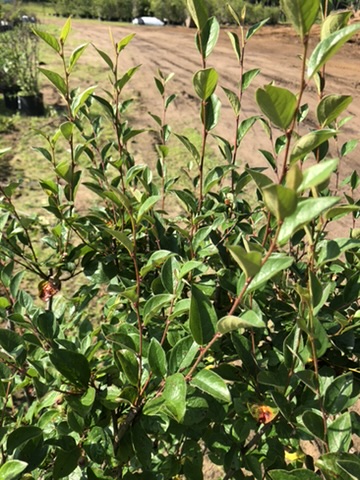 Close-up of a green shrub with glossy oval leaves and reddish stems in a sunlit garden bed.