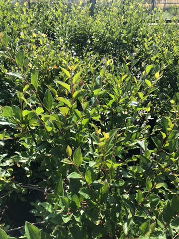 Dense green hedge with glossy oval leaves in bright sunlight, likely a privacy shrub in a garden setting.