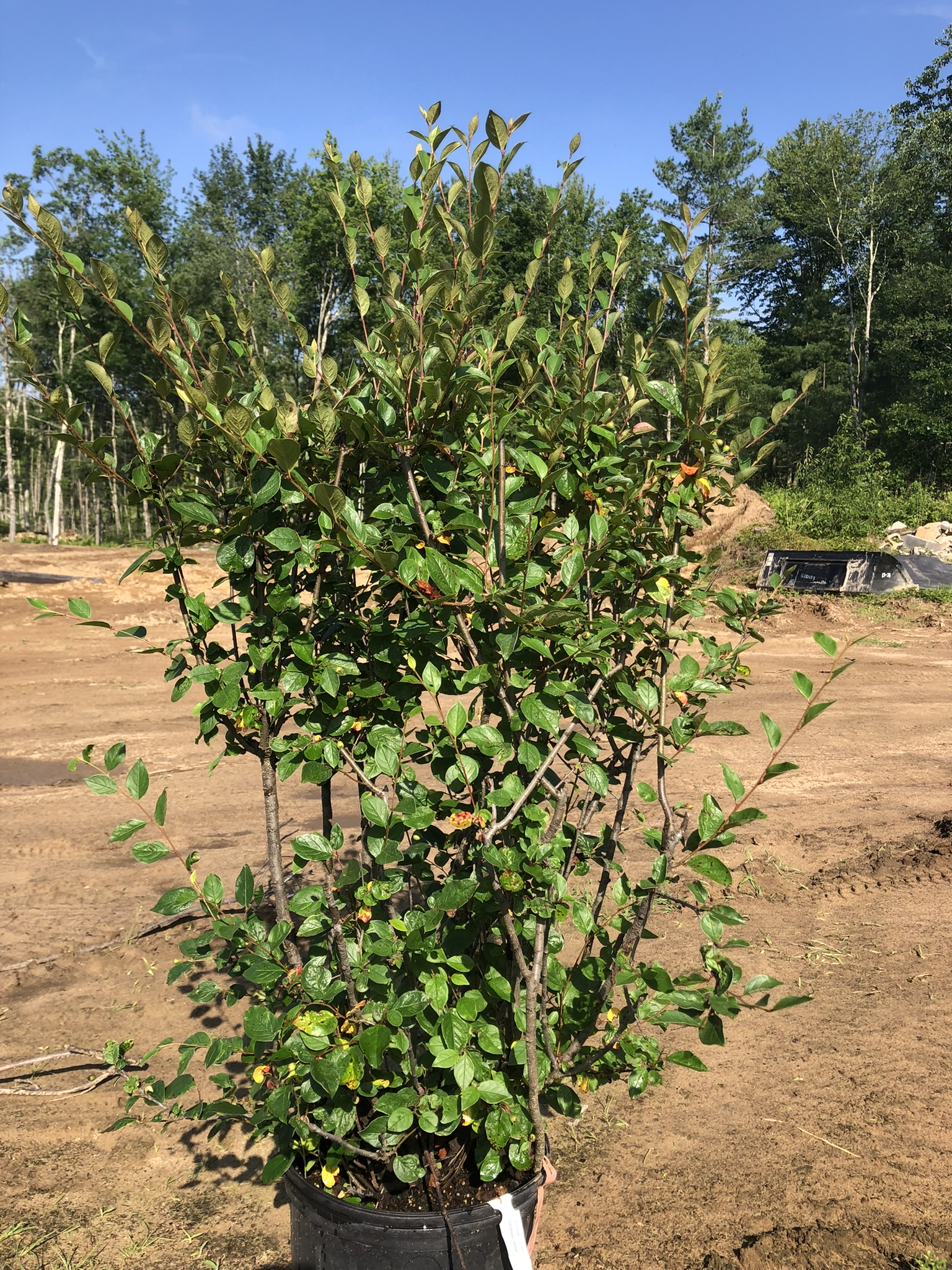 Multi-stemmed green shrub in a black pot on bare dirt, with trees and blue sky behind.