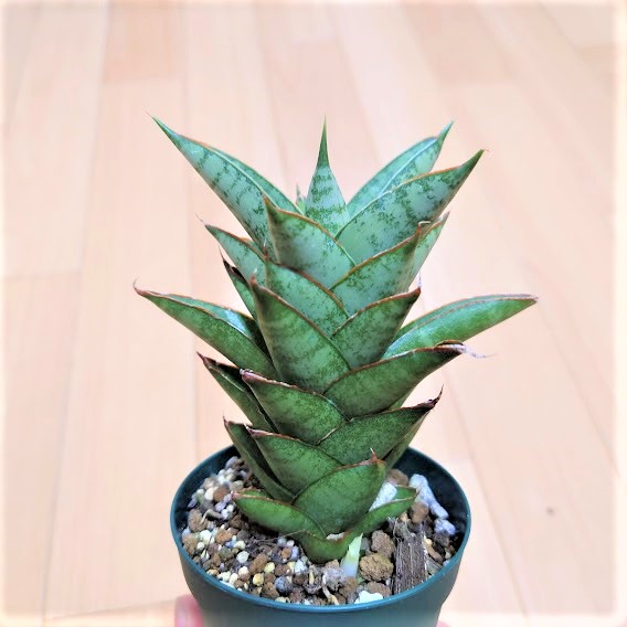 サンスベリア パゴダ 1 Sansevieria Pagoda hyb | My-Favthings