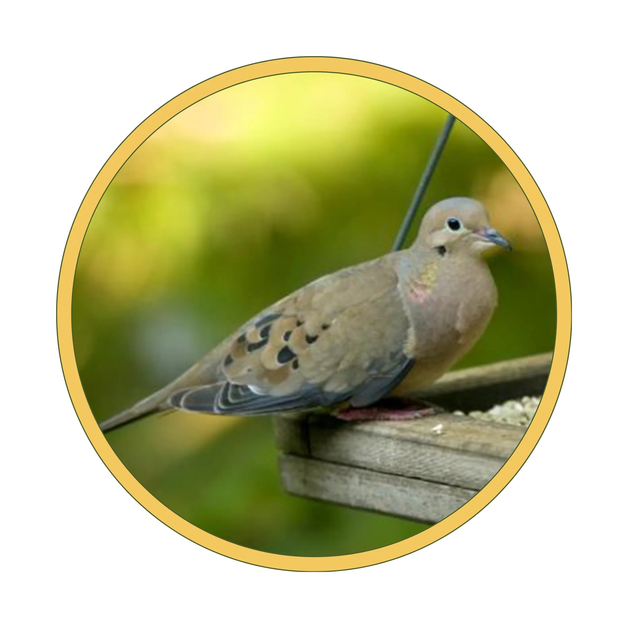 The Sounds Of Summer