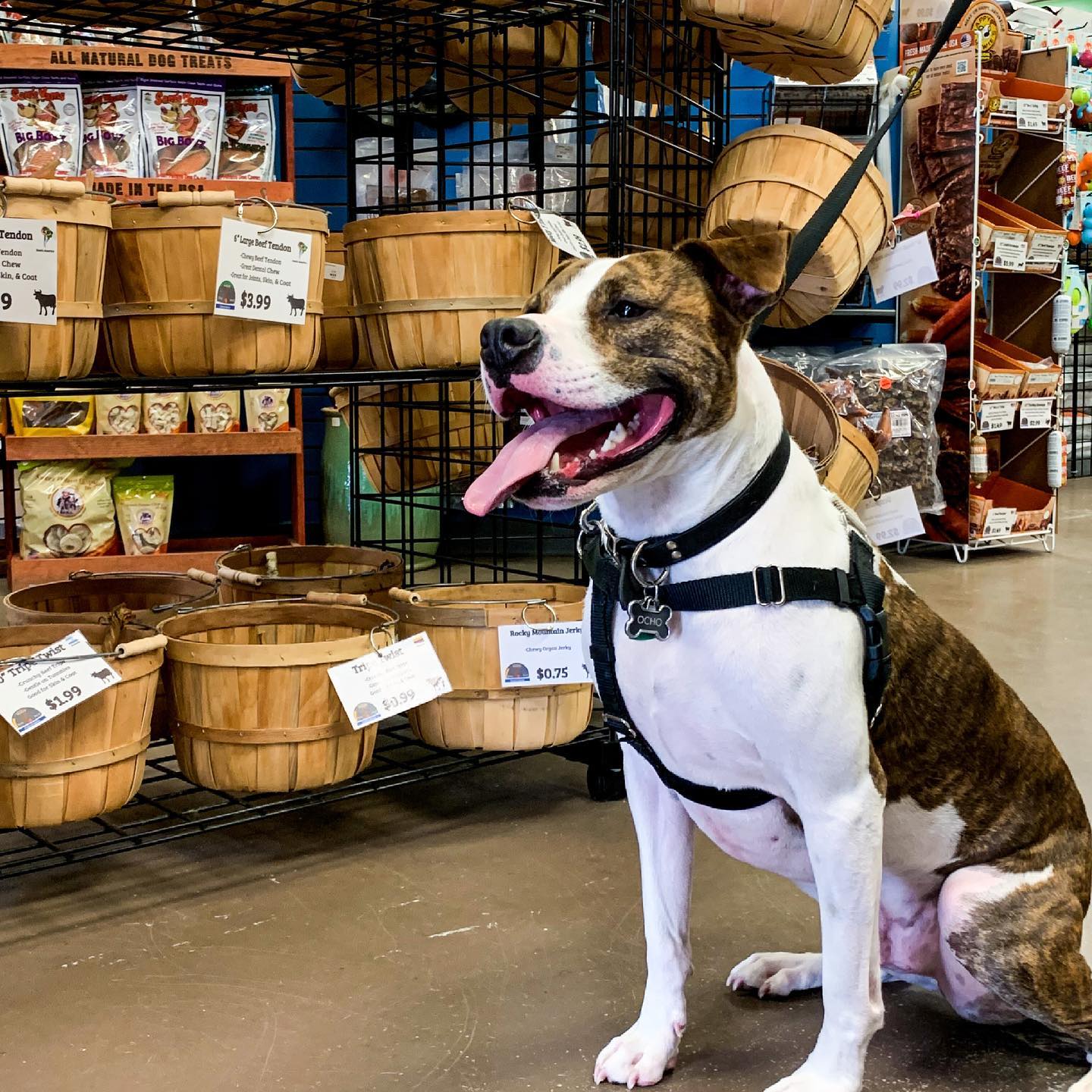 unleashed the dog and cat store - shop local raleigh on unleashed pet store wilmington nc
