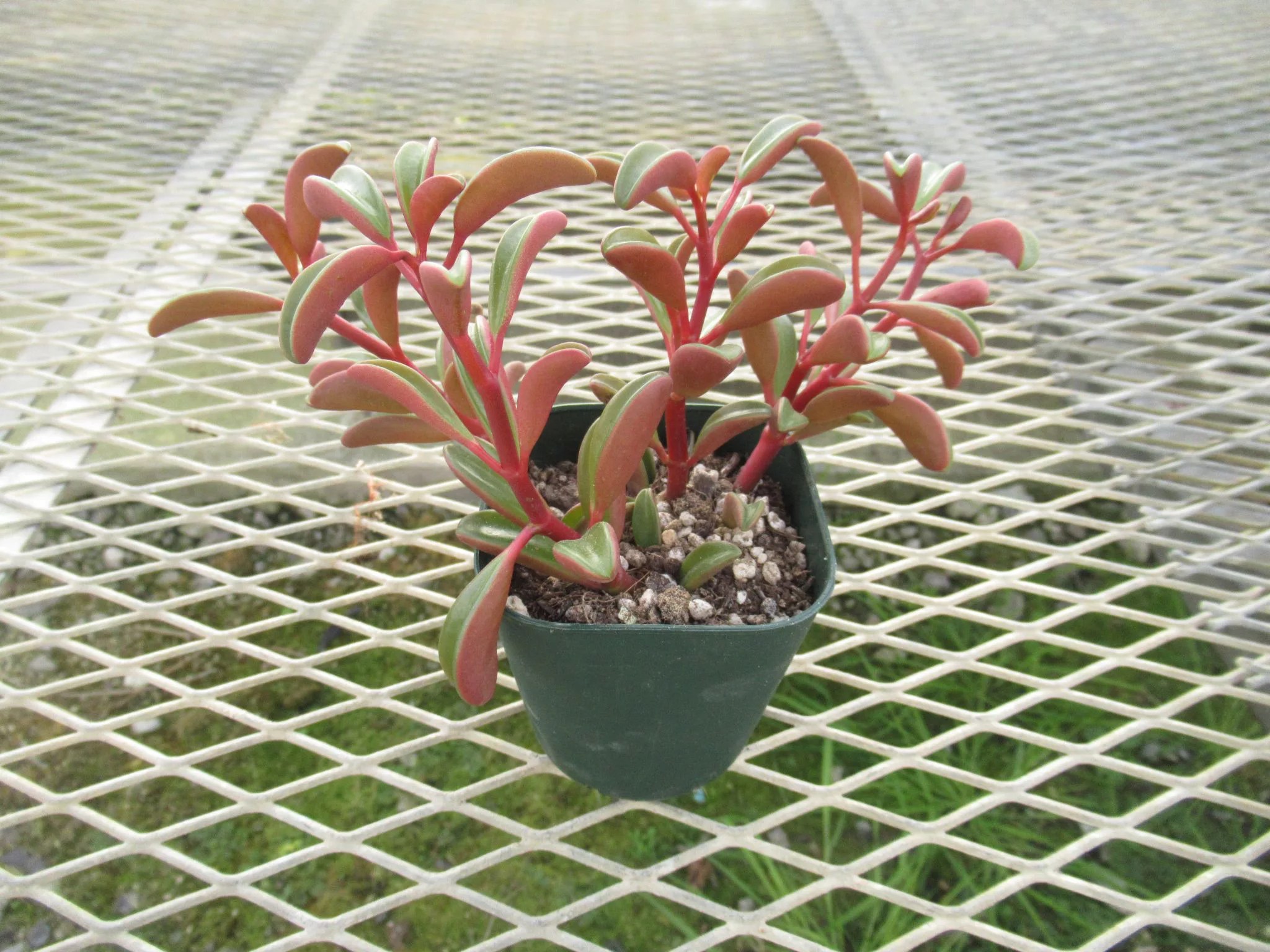 ペペロミア グラベオレンス - Plant-Plants