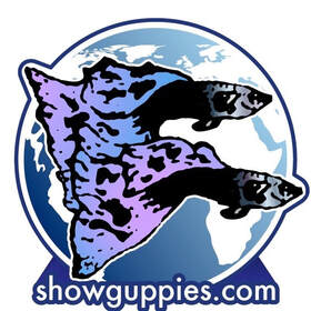 Champion Guppies For Sale Online With Free Shipg Guppies For Sale Over 100 tanks in.