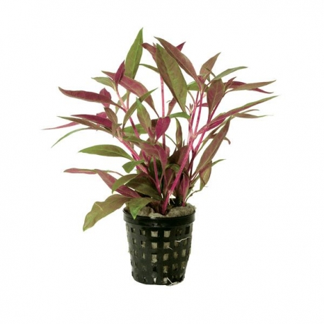 Alternanthera Reineckii - En Pot