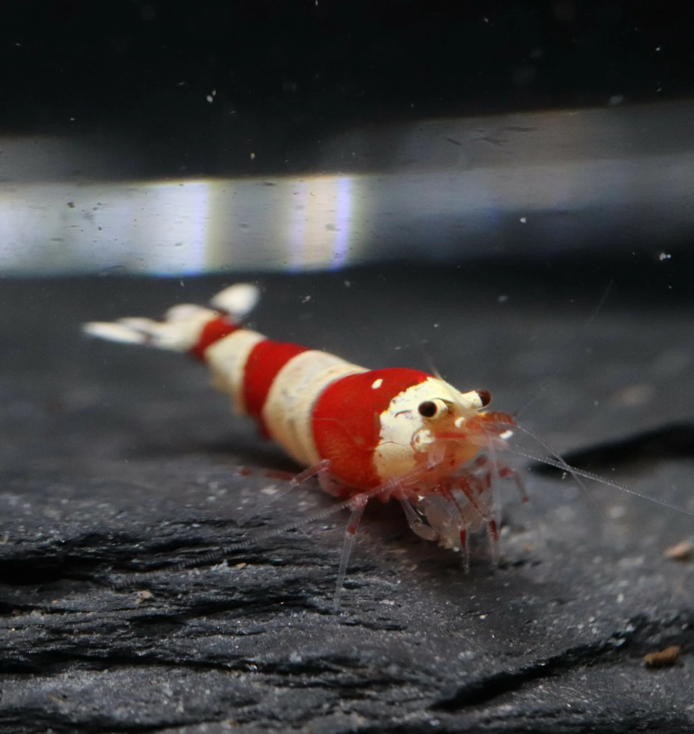 Caridina - Crystal Red ( CRS )