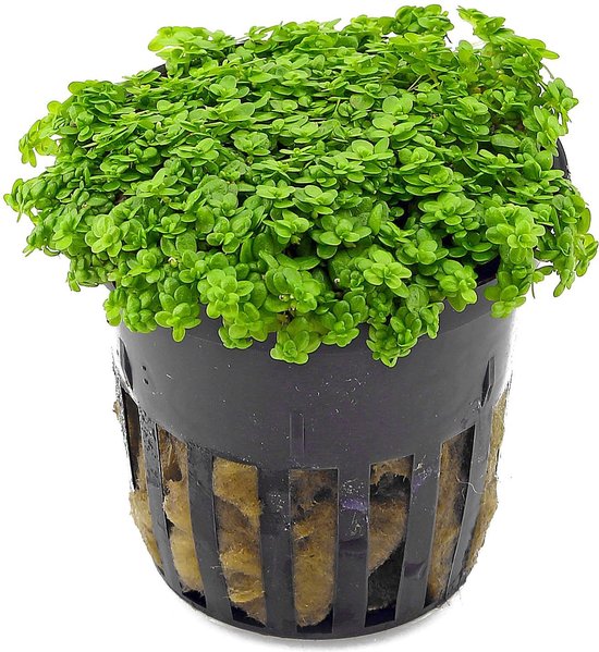 Hemianthus Callitrichoides