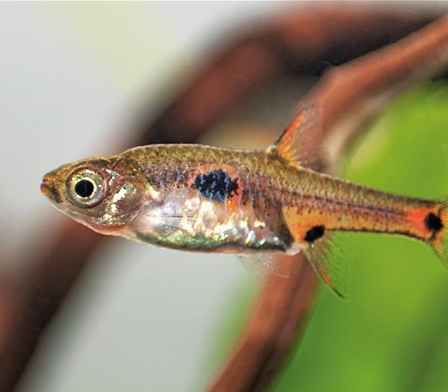 Boraras Moraculatus