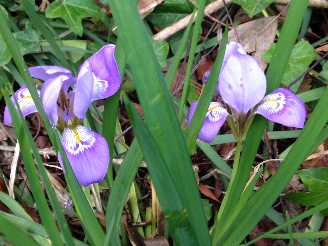 Iris, Lower Ross Loop
