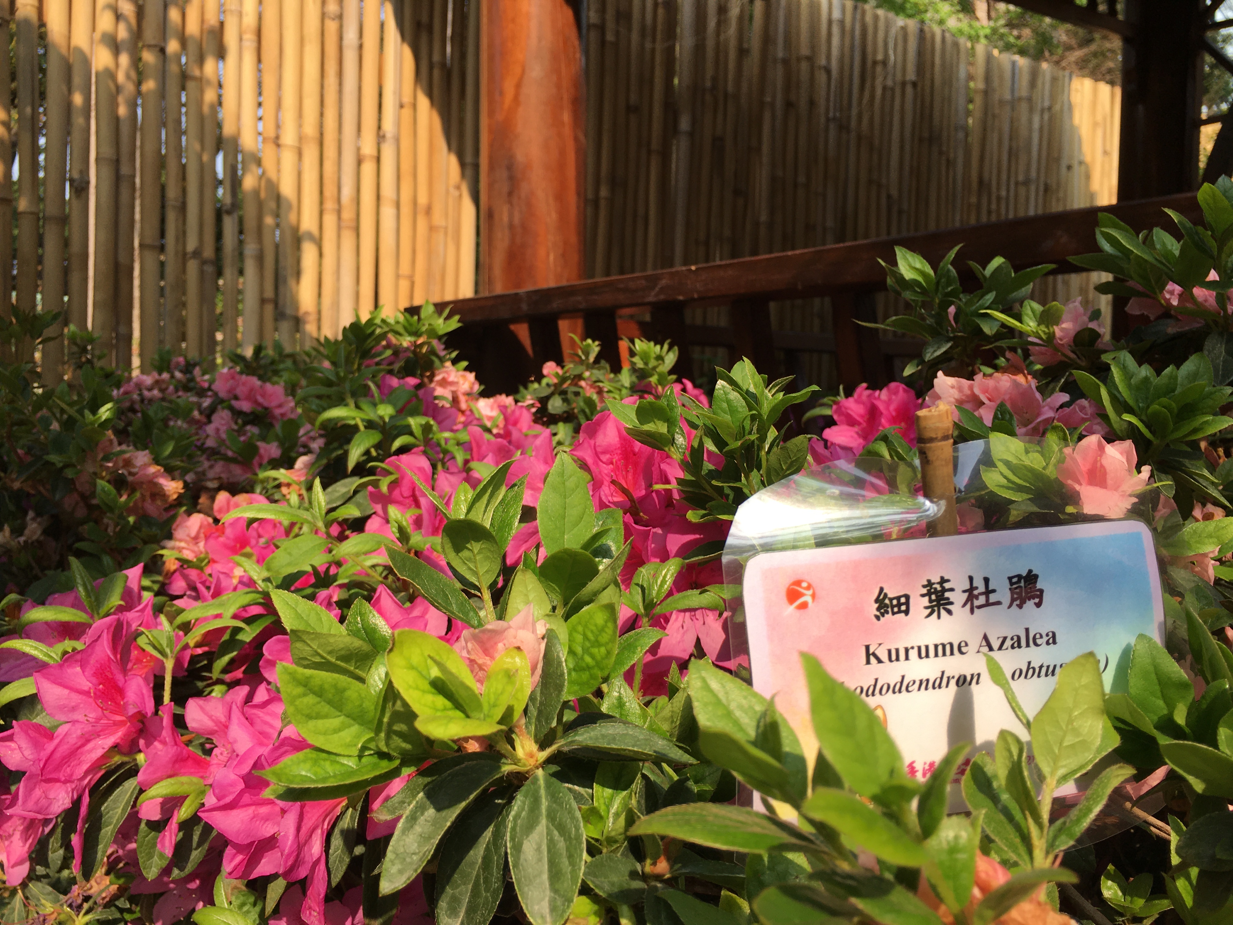 Garden plot in Chater Park, Central, on March 19, 2021. (Photos: Emily Luk)
