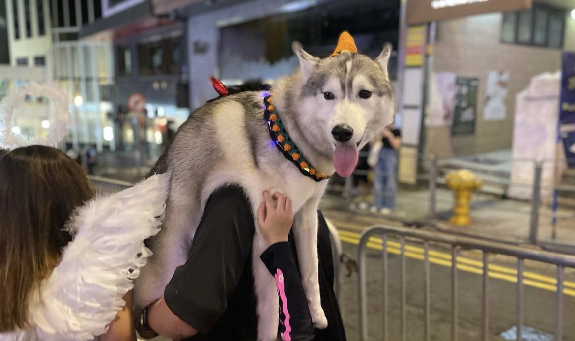 Even pets will dress up to celebrate Halloween.(Photo:Christina LAI)