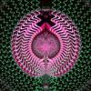 where can i buy dmt
